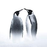 We are King Penguin-Judy Tseng-Mounted Giclee Print