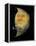 Juggling Crescent Moon-Wayne Anderson-Framed Premier Image Canvas