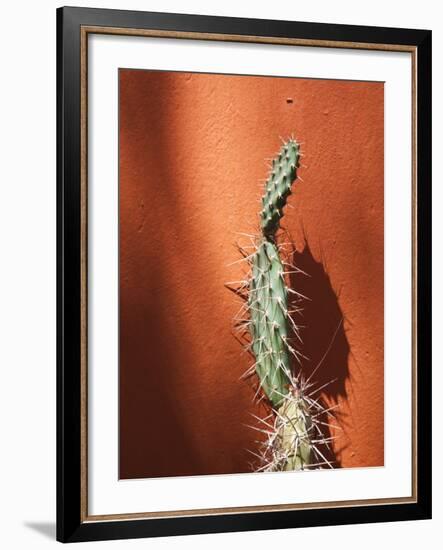 Jujuy Province, Quebrada De Humamuaca Canyon, Purmamarca, Cactus Plants, Argentina-Walter Bibikow-Framed Photographic Print