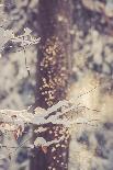 Forest, winter, snow, glitter-Jule Leibnitz-Photographic Print