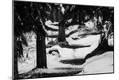 Photographic Print