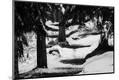 Photographic Print
