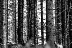 Forest, winter, snow-Jule Leibnitz-Photographic Print