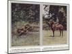 Photographic Print
