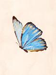 Blue Morphe Butterfly-Julia-Photographic Print