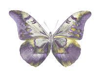 Butterfly in Teal II-Julia Bosco-Art Print