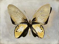 Gold Feather Pair-Julia Bosco-Art Print