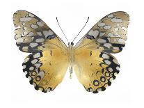 Butterfly in Teal II-Julia Bosco-Art Print