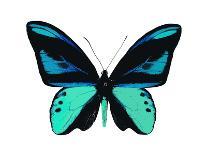 Butterfly in Teal and Blue-Julia Bosco-Art Print