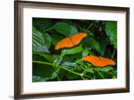 Julia Butterflies (Dryas iulia) perching on leaves, Niagara Parks Butterfly Conservatory, Niagar...-null-Framed Photographic Print