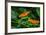 Julia Butterflies (Dryas iulia) perching on leaves, Niagara Parks Butterfly Conservatory, Niagar...-null-Framed Photographic Print