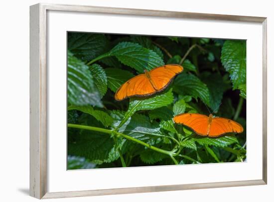 Julia Butterflies (Dryas iulia) perching on leaves, Niagara Parks Butterfly Conservatory, Niagar...-null-Framed Photographic Print