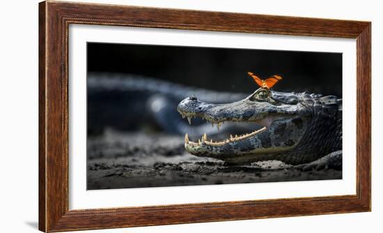 Julia Heleconia (Dryas Julia) Butterfly on Head of Yacare Caiman (Caiman Yacare) Pantanal, Brazil-Wim van den Heever-Framed Photographic Print