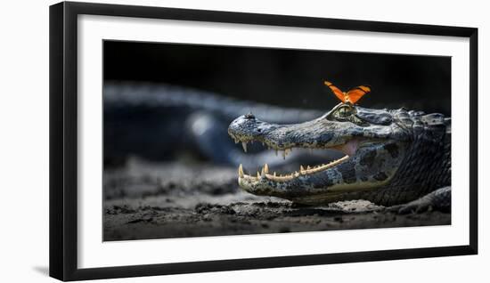 Julia Heleconia (Dryas Julia) Butterfly on Head of Yacare Caiman (Caiman Yacare) Pantanal, Brazil-Wim van den Heever-Framed Photographic Print