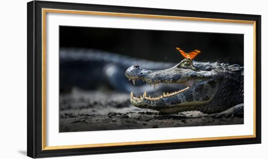 Julia Heleconia (Dryas Julia) Butterfly on Head of Yacare Caiman (Caiman Yacare) Pantanal, Brazil-Wim van den Heever-Framed Photographic Print