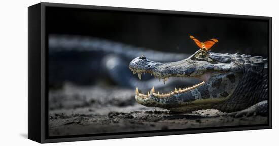 Julia Heleconia (Dryas Julia) Butterfly on Head of Yacare Caiman (Caiman Yacare) Pantanal, Brazil-Wim van den Heever-Framed Premier Image Canvas