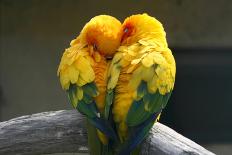 Pair Lovebirds-Julia Kuznetsova-Premier Image Canvas