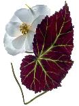 Begonia White-Julia McLemore-Photographic Print