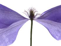 Pansy Purple, 2014-Julia McLemore-Photographic Print