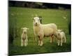 Premium Photographic Print