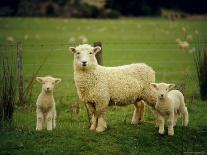 Ewe and Twin Lambs on Sheep Farm, Marlborough, South Island, New Zealand-Julia Thorne-Photographic Print