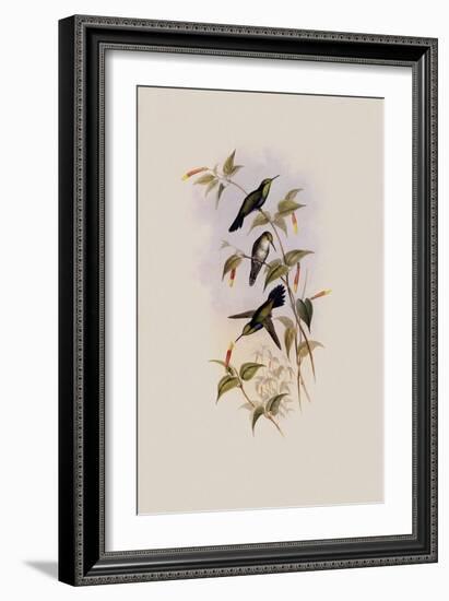 Juliamya, Juliamya Typica-John Gould-Framed Giclee Print