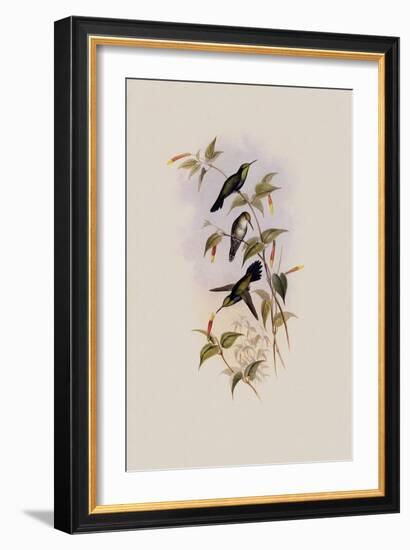 Juliamya, Juliamya Typica-John Gould-Framed Giclee Print