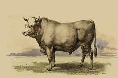 Antique Cow II-Julian Bien-Art Print