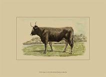 Antique Cow V-Julian Bien-Framed Art Print