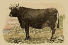 Antique Cow II-Julian Bien-Mounted Art Print