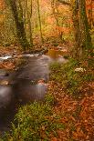 Autumn Colours around the River Teign and Hannicombe Wood Near to Fingle Bridge-Julian Elliott-Photographic Print