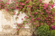Roses Cover a House in the Village of Chedigny, Indre-Et-Loire, Centre, France, Europe-Julian Elliott-Photographic Print
