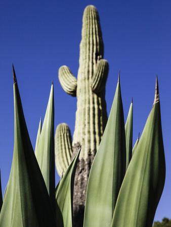 Yucca the mandrake (yellow) Poster for Sale by Chezad