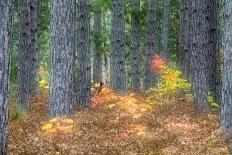 Fall Foliage and Pine Trees in the Forest.-Julianne Eggers-Photographic Print