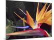 Premium Photographic Print