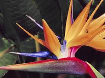Bird of Paradise, Maui, Hawaii, USA-Julie Eggers-Photographic Print