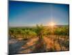 Photographic Print