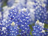 Close Up of Group of Texas Bluebonnets, Texas, USA-Julie Eggers-Photographic Print