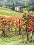 Italy, Tuscany. Panoramic view of a colorful vineyard in the Tuscan landscape.-Julie Eggers-Photographic Print