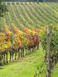 Italy, Tuscany, Val Dorcia. Colorful Vineyards in Autumn-Julie Eggers-Photographic Print