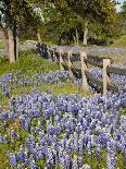 Lone Oak Tree Along Fence Line With Spring Bluebonnets, Texas, USA-Julie Eggers-Photographic Print