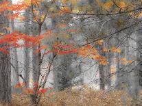 Autumn Aspens in Kebler Pass, Colorado, USA-Julie Eggers-Photographic Print
