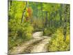 Photographic Print
