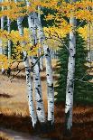 Winter Birch Forest-Julie Peterson-Art Print