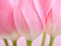 Pink Tulips Flowers-Julie Pigula-Premium Photographic Print