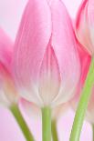 Pink Tulips Flowers-Julie Pigula-Mounted Photographic Print