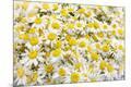Premium Photographic Print