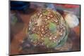 Premium Photographic Print