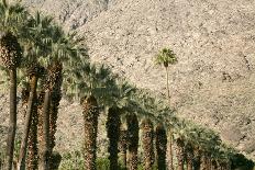 Scenic of Palm Trees, Palm Springs, California, USA-Julien McRoberts-Photographic Print