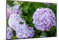 Premium Photographic Print